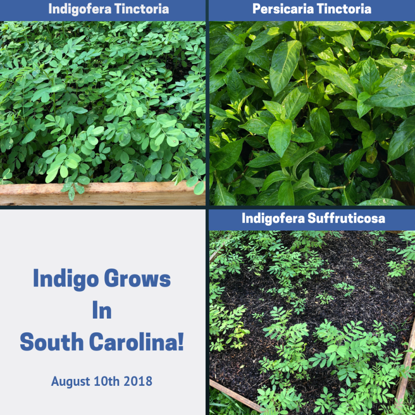 Indigo grows in SC - Aug 2018
