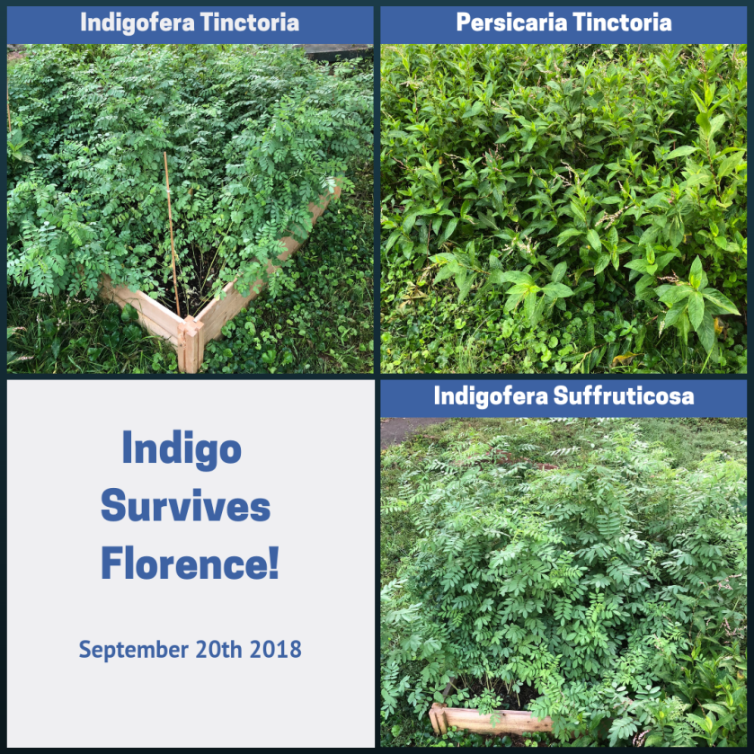 Indigo garden survives Florence