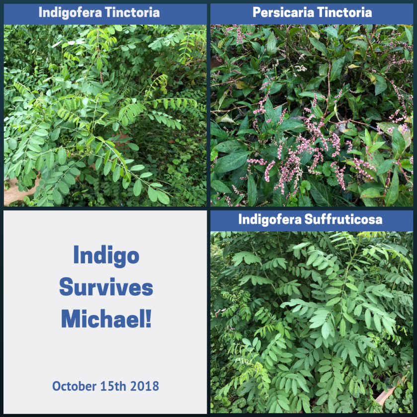 Indigo Garden Survives Tropical Storm Michael