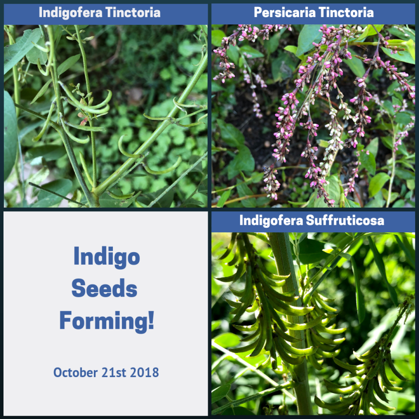 Indigo grows in SC seeds forming 10-21-18